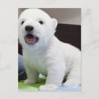 polarbear gullig bebis vykort