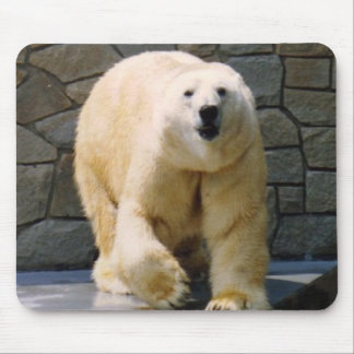Polarbear Musmatta