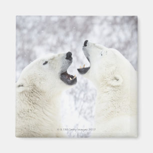 Polarbjörnar som leker i snön magnet