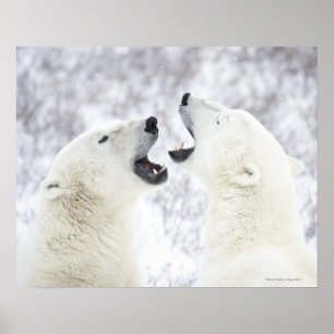 Polarbjörnar som leker i snön poster