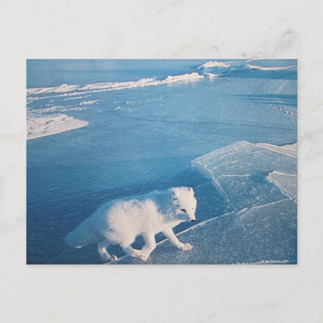 Polarfuchs- Postkarte Vykort (Framsida)