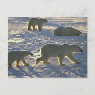 Polarna bär Ursus maritimus) Två hondjur. Vykort