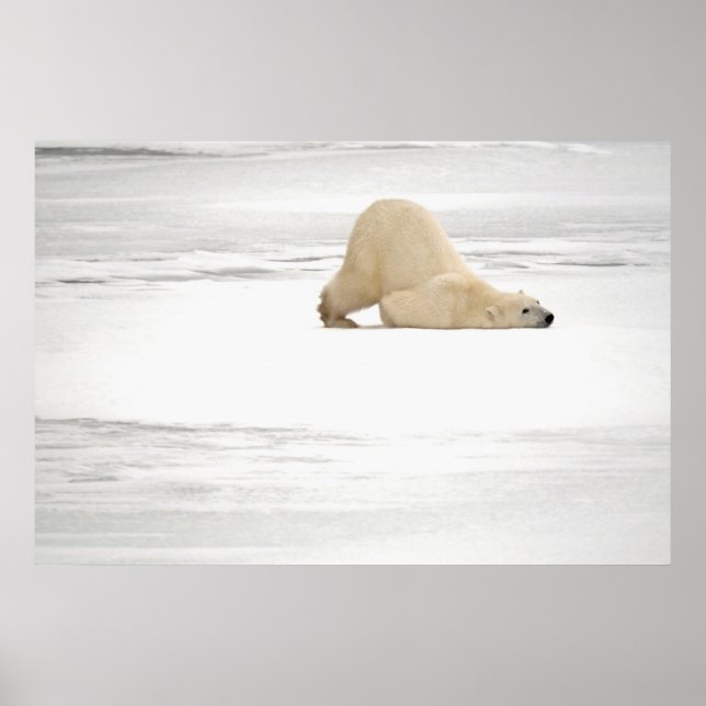 Polarna får skrapa på den frysta tundra poster (Framsidan)