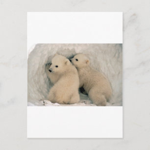 Polarna TWIN BABY BÄRAR Vykort