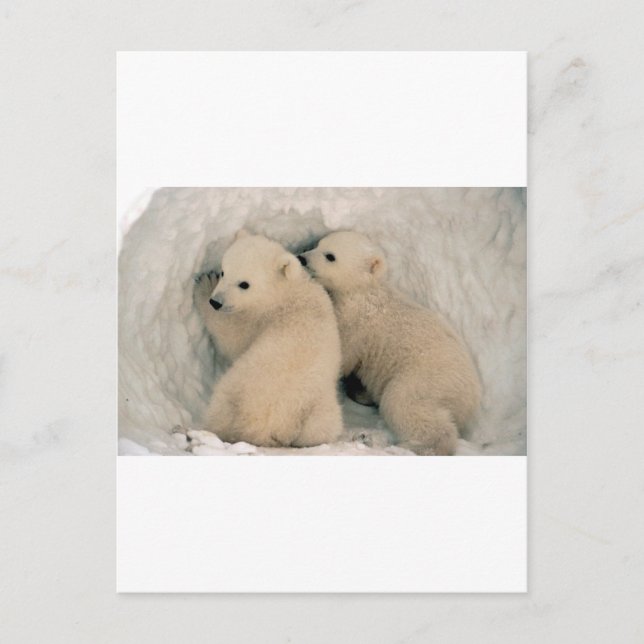 Polarna TWIN BABY BÄRAR Vykort (Framsida)