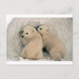 Polarna TWIN BABY BÄRAR Vykort