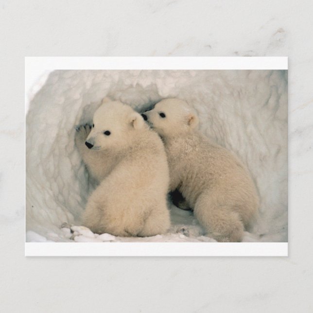 Polarna TWIN BABY BÄRAR Vykort (Framsida)