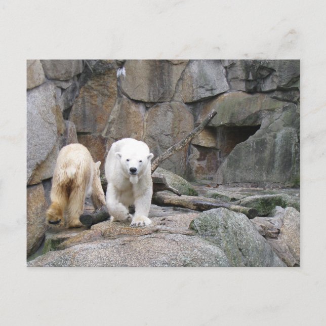 POLARNAS BEAR-vykort Vykort (Framsida)