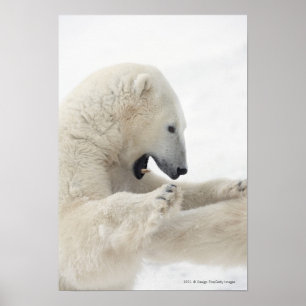 Polarnas björn som kämpar med en annan björn poster
