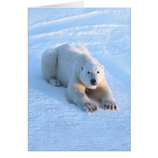 Polart björnblåttkort hälsningskort