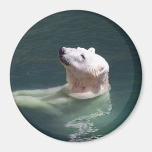 Polart vila för björn magnet
