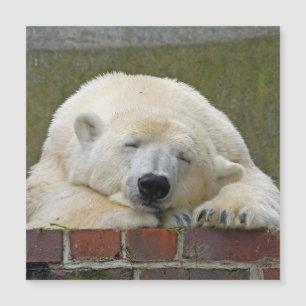 PolärtBear 001