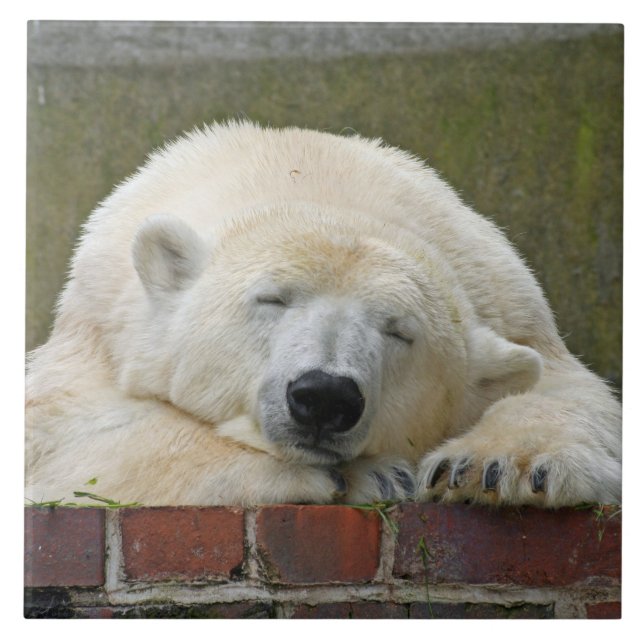 PolärtBear 001 Kakelplatta (Framsidan)