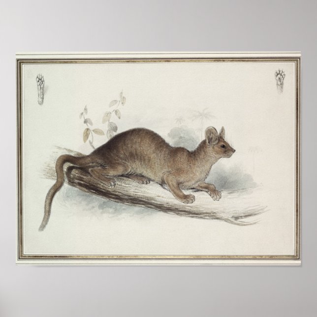 Polecat, 1800-talet poster (Framsidan)