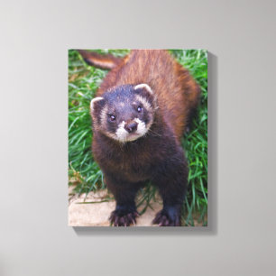 Polecat slågen in kanfas canvastryck
