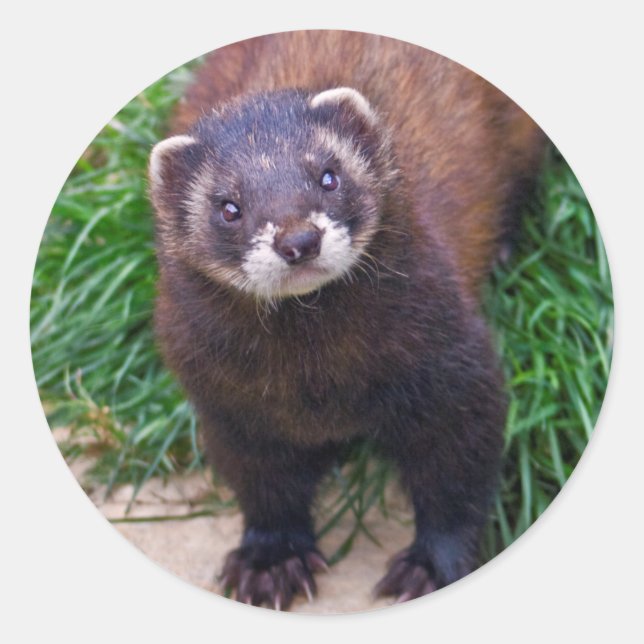 Polecat Sticker Runt Klistermärke (Framsida)