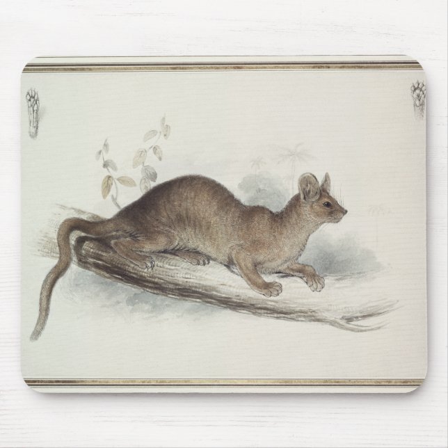 Polecaten, 19th århundrade musmatta (Framsidan)