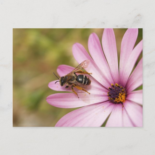 Polen Vykort (Framsida)