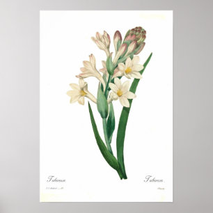 Polianthes tuberosa poster