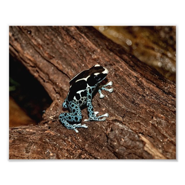 Polka Dot Frog Fototryck (Framsidan)