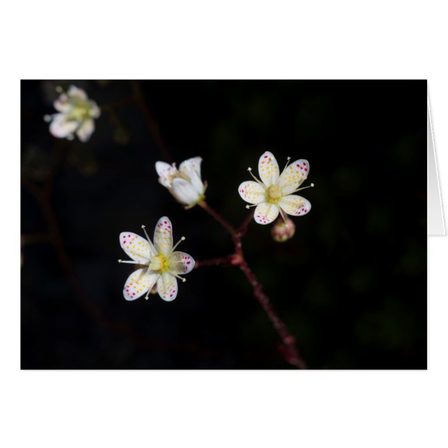 Polka punktblommor OBS kort (Framsidan Horizontal)