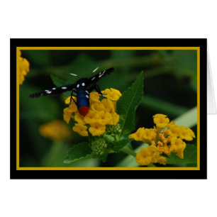 Polkadot Wasp Moth 270 Hälsningskort
