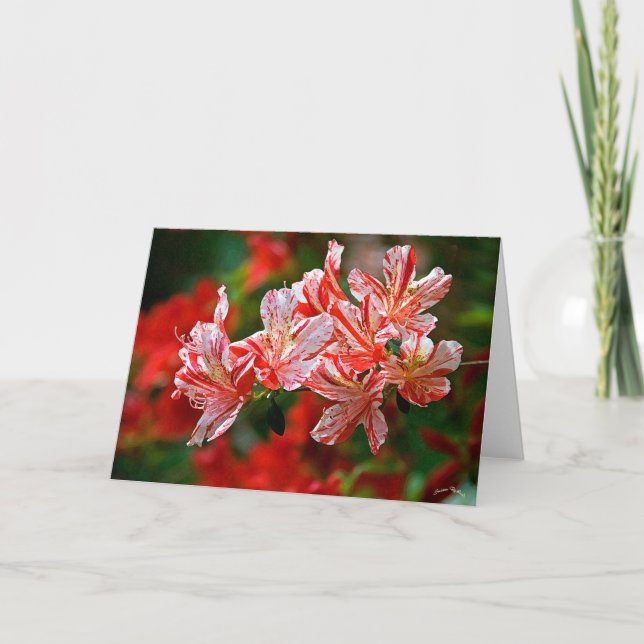 Polkagrisar Helgkort (Framsida)