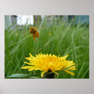Pollenface Honeybee Poster