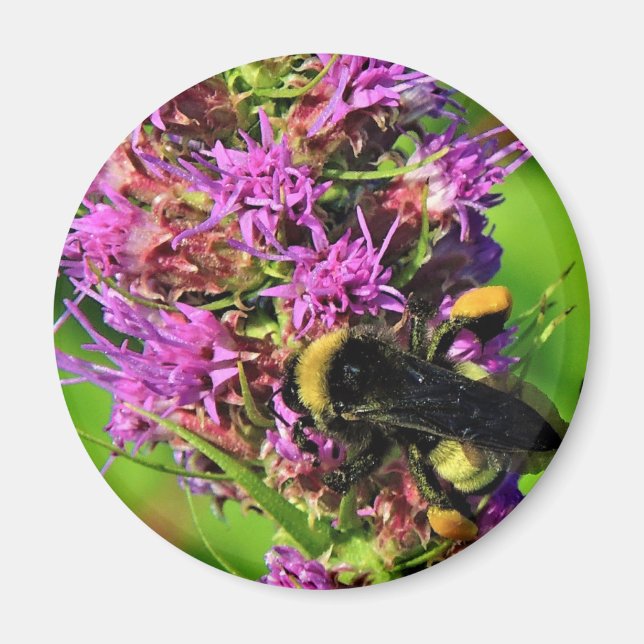 Pollinator på Blazing Star - Humla Magnet (Framsidan)