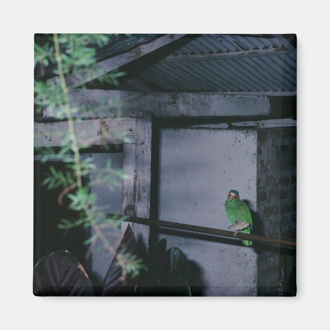 Polly Local Grönt Parrot Honduras Magnet (Framsidan)