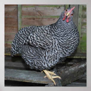 Polly the Plymouth Rock Poster