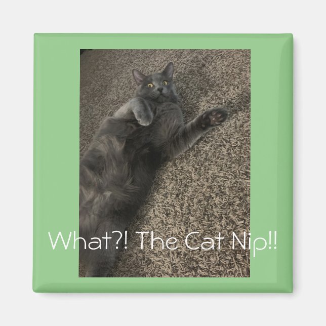 Polo katten "What the Cat NIP?!" Magnet (Framsidan)