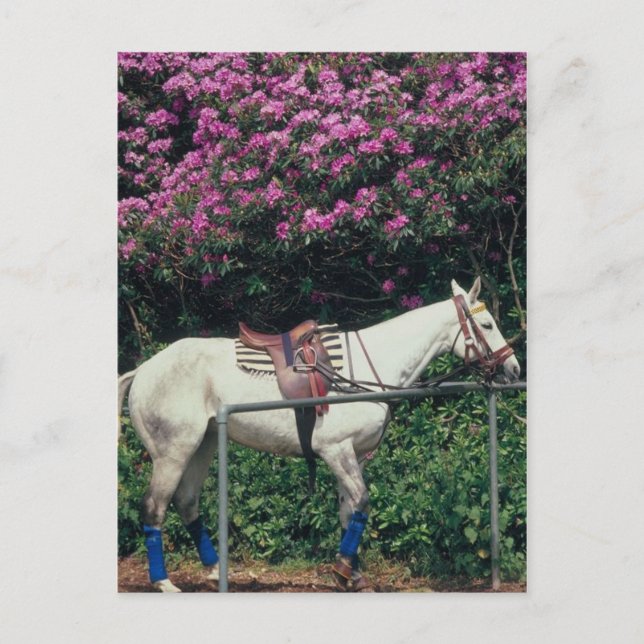 Polo Pony Await Chukker Vykort (Framsida)