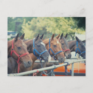 Polo Pony String Vykort