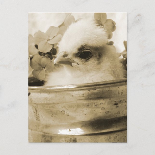 Polsk Chick i Sepia Vykort (Framsida)