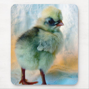 Polsk Chick Musmatta