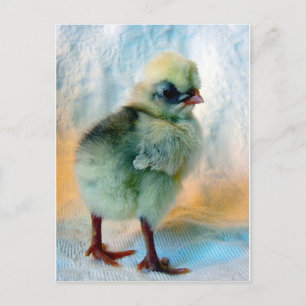 Polsk Chick Vykort