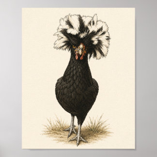Polsk Höna Kyckling Konsttryck, Vintage Farmhouse Poster