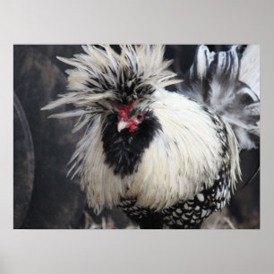 Polsk krönad tupp poster