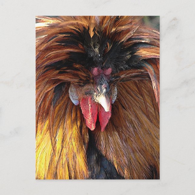 Polsk Roo Vykort (Framsida)