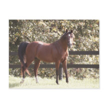 Polska arabiska häst