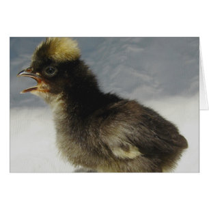 Polska Baby Chicken Hälsningskort