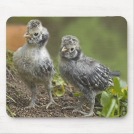 Polska chickar för silver musmatta