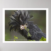 Polska Chicken