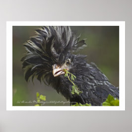 Polska Chicken Poster