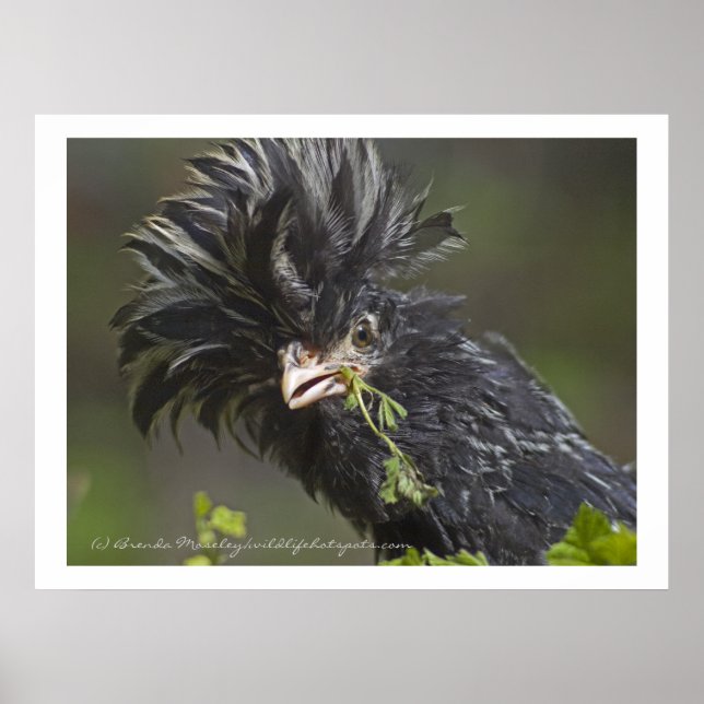 Polska Chicken Poster (Framsidan)