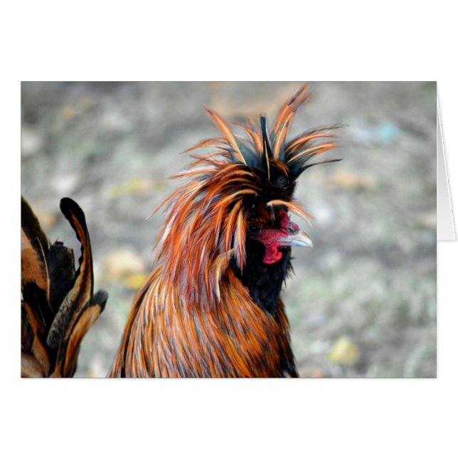 Polska Crested Tupp Hälsningskort (Framsidan Horizontal)