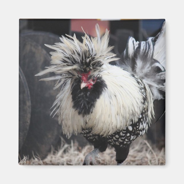 Polska Crested Tupp Magnet (Framsidan)