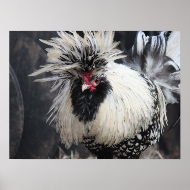 Polska Crested Tupp Poster (Framsidan)