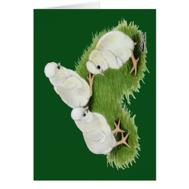 Polska Stänk Chickar OBS Kort (Framsidan)